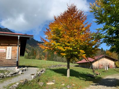 Herbstlicher Baum im Museumsdorf Erzgruben in Burgberg
